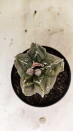 ASTROPHYTUM cv KIKKO "EXÓTICO" Nº 1074 – vaso 11 - Imagem 3