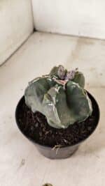 ASTROPHYTUM cv KIKKO "EXÓTICO" Nº 1074 – vaso 11 - Imagem 8