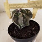 ASTROPHYTUM cv KIKKO "EXÓTICO" Nº 1074 – vaso 11