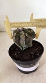 ASTROPHYTUM cv KIKKO "EXÓTICO" Nº 1074 – vaso 11