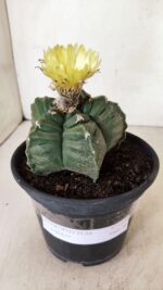 MATRIZ ASTROPHYTUM cv KIKKO Nº 1075 – vaso 15 - Imagem 2