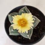 MATRIZ ASTROPHYTUM cv KIKKO Nº 1075 – vaso 15