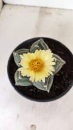 MATRIZ ASTROPHYTUM cv KIKKO Nº 1075 – vaso 15