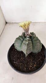 MATRIZ ASTROPHYTUM cv KIKKO Nº 1075 – vaso 15 - Imagem 7