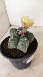 MATRIZ ASTROPHYTUM cv KIKKO Nº 1075 – vaso 15 - Imagem 6