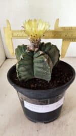 MATRIZ ASTROPHYTUM cv KIKKO Nº 1075 – vaso 15 - Imagem 4