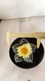 MATRIZ ASTROPHYTUM cv KIKKO Nº 1075 – vaso 15 - Imagem 5