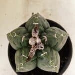 MATRIZ ASTROPHYTUM cv KIKKO Nº 1076 – vaso 15