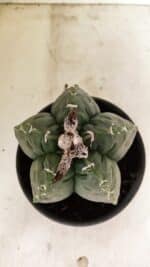 MATRIZ ASTROPHYTUM cv KIKKO Nº 1076 – vaso 15