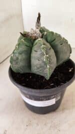 MATRIZ ASTROPHYTUM cv KIKKO Nº 1076 – vaso 15 - Imagem 9