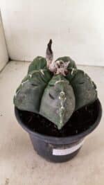 MATRIZ ASTROPHYTUM cv KIKKO Nº 1076 – vaso 15 - Imagem 6