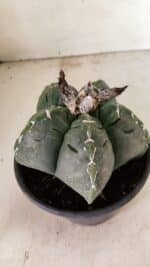 MATRIZ ASTROPHYTUM cv KIKKO Nº 1076 – vaso 15 - Imagem 8