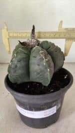 MATRIZ ASTROPHYTUM cv KIKKO Nº 1076 – vaso 15 - Imagem 4