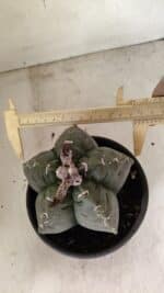 MATRIZ ASTROPHYTUM cv KIKKO Nº 1076 – vaso 15 - Imagem 5