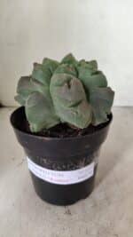 MATRIZ ASTROPHYTUM cv KIKKO "EXÓTICO" Nº 1077 – vaso 15 - Imagem 2