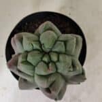 MATRIZ ASTROPHYTUM cv KIKKO "EXÓTICO" Nº 1077 – vaso 15