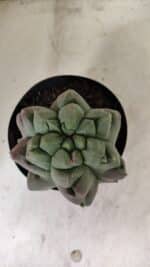 MATRIZ ASTROPHYTUM cv KIKKO "EXÓTICO" Nº 1077 – vaso 15