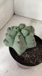 MATRIZ ASTROPHYTUM cv KIKKO "EXÓTICO" Nº 1077 – vaso 15 - Imagem 8