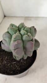 MATRIZ ASTROPHYTUM cv KIKKO "EXÓTICO" Nº 1077 – vaso 15 - Imagem 7