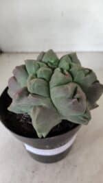 MATRIZ ASTROPHYTUM cv KIKKO "EXÓTICO" Nº 1077 – vaso 15 - Imagem 6