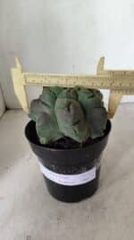 MATRIZ ASTROPHYTUM cv KIKKO "EXÓTICO" Nº 1077 – vaso 15 - Imagem 4