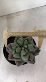 MATRIZ ASTROPHYTUM cv KIKKO "EXÓTICO" Nº 1077 – vaso 15 - Imagem 5