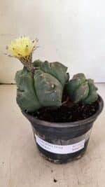 MATRIZ ASTROPHYTUM cv KIKKO "Bicéfalo"  Nº 1071 – vaso 15 - Imagem 2