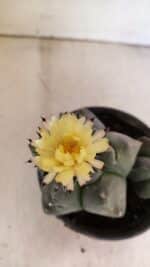 MATRIZ ASTROPHYTUM cv KIKKO "Bicéfalo"  Nº 1071 – vaso 15 - Imagem 3