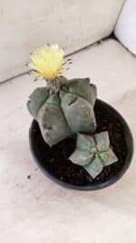 MATRIZ ASTROPHYTUM cv KIKKO "Bicéfalo"  Nº 1071 – vaso 15 - Imagem 6