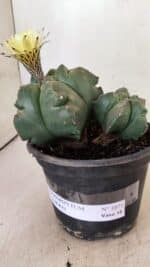 MATRIZ ASTROPHYTUM cv KIKKO "Bicéfalo"  Nº 1071 – vaso 15 - Imagem 8