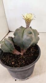 MATRIZ ASTROPHYTUM cv KIKKO "Bicéfalo"  Nº 1071 – vaso 15 - Imagem 7