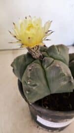 MATRIZ ASTROPHYTUM cv KIKKO "Bicéfalo"  Nº 1071 – vaso 15 - Imagem 5