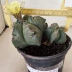 MATRIZ ASTROPHYTUM cv KIKKO "Bicéfalo"  Nº 1071 – vaso 15