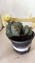 MATRIZ ASTROPHYTUM cv KIKKO "Bicéfalo"  Nº 1071 – vaso 15