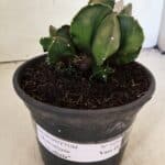 ASTROPHYTUM MYRIOSTIGMA "COLÔNIA"  Nº 1020 – vaso 15