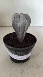 ASTROPHYTUM MYRIOSTIGMA Onzuka  Nº 730 – vaso 11 - Imagem 2