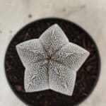 ASTROPHYTUM MYRIOSTIGMA Onzuka  Nº 730 – vaso 11