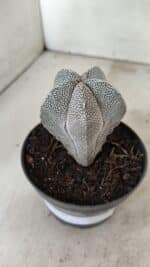 ASTROPHYTUM MYRIOSTIGMA Onzuka  Nº 730 – vaso 11 - Imagem 6
