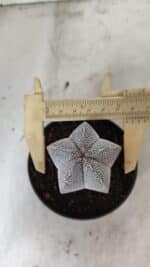 ASTROPHYTUM MYRIOSTIGMA Onzuka  Nº 730 – vaso 11 - Imagem 4