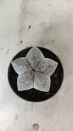 ASTROPHYTUM MYRIOSTIGMA Onzuka  Nº 731 – vaso 11 - Imagem 3