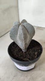ASTROPHYTUM MYRIOSTIGMA Onzuka  Nº 731 – vaso 11 - Imagem 7