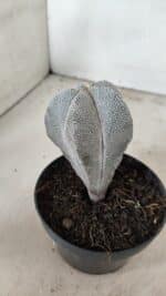 ASTROPHYTUM MYRIOSTIGMA Onzuka  Nº 731 – vaso 11 - Imagem 6