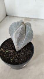 ASTROPHYTUM MYRIOSTIGMA Onzuka  Nº 731 – vaso 11 - Imagem 5