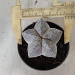 ASTROPHYTUM MYRIOSTIGMA Onzuka  Nº 731 – vaso 11