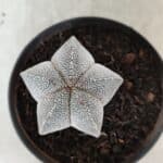 ASTROPHYTUM MYRIOSTIGMA Onzuka  Nº 732 – vaso 11