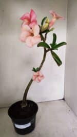 Planta Simples 3251 – 35cm – 03 anos - Imagem 2