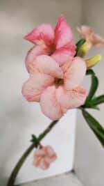 Planta Simples 3251 – 35cm – 03 anos - Imagem 4