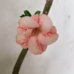 Planta Simples 3251 – 35cm – 03 anos