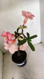 Planta Simples 3251 – 35cm – 03 anos - Imagem 5