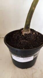 Planta Simples 3251 – 35cm – 03 anos - Imagem 7